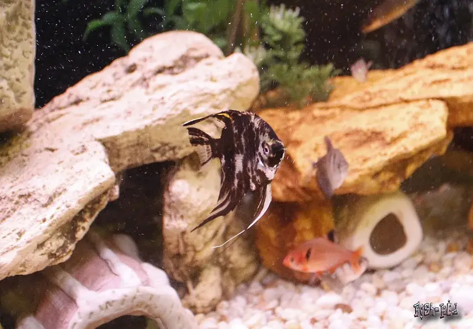 Marble Angelfish photo