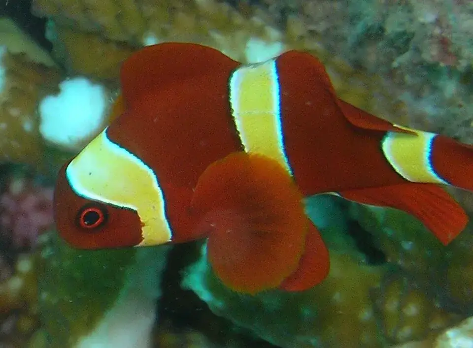 Maroon Clownfish photo