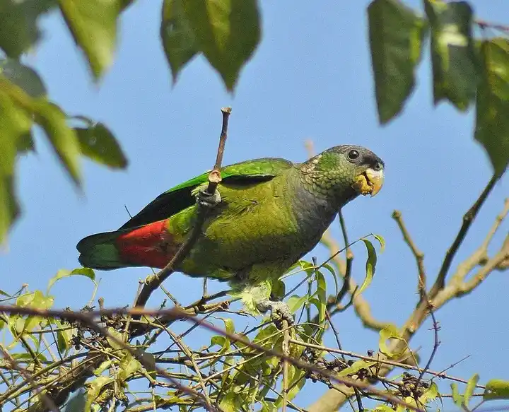 Maximilian's Pionus photo