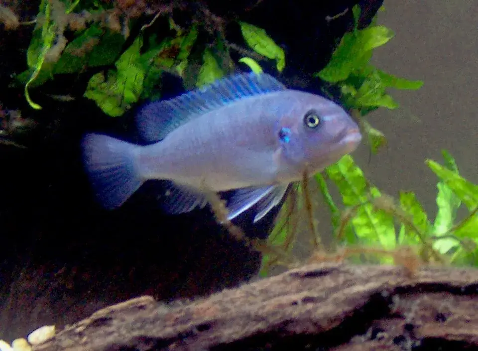 Mbuna Cichlid photo