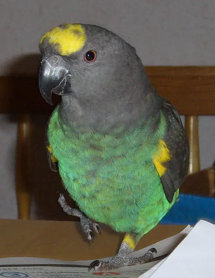 Meyer's Parrot photo