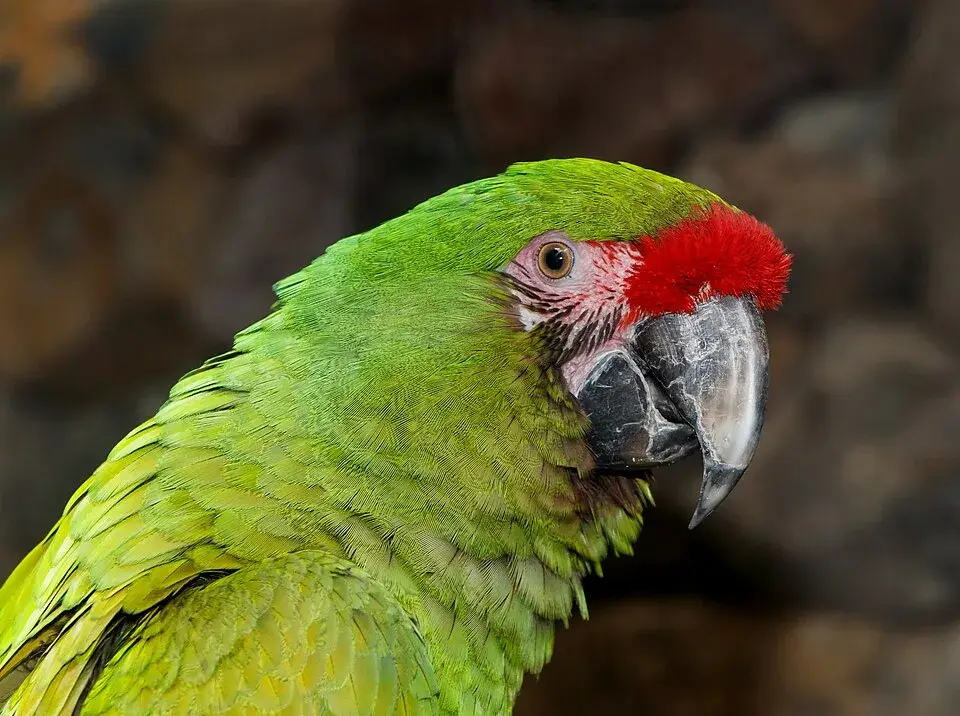 Military Macaw photo