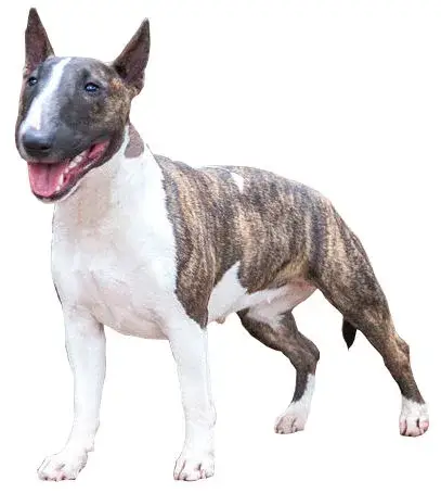 Miniature Bull Terrier photo