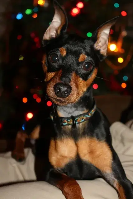 Miniature Pinscher photo