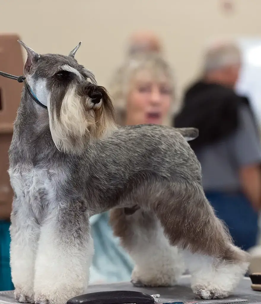 Miniature Schnauzer photo