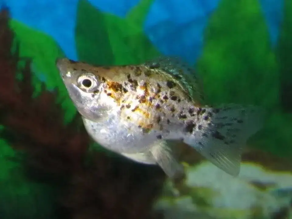 Molly Fish photo