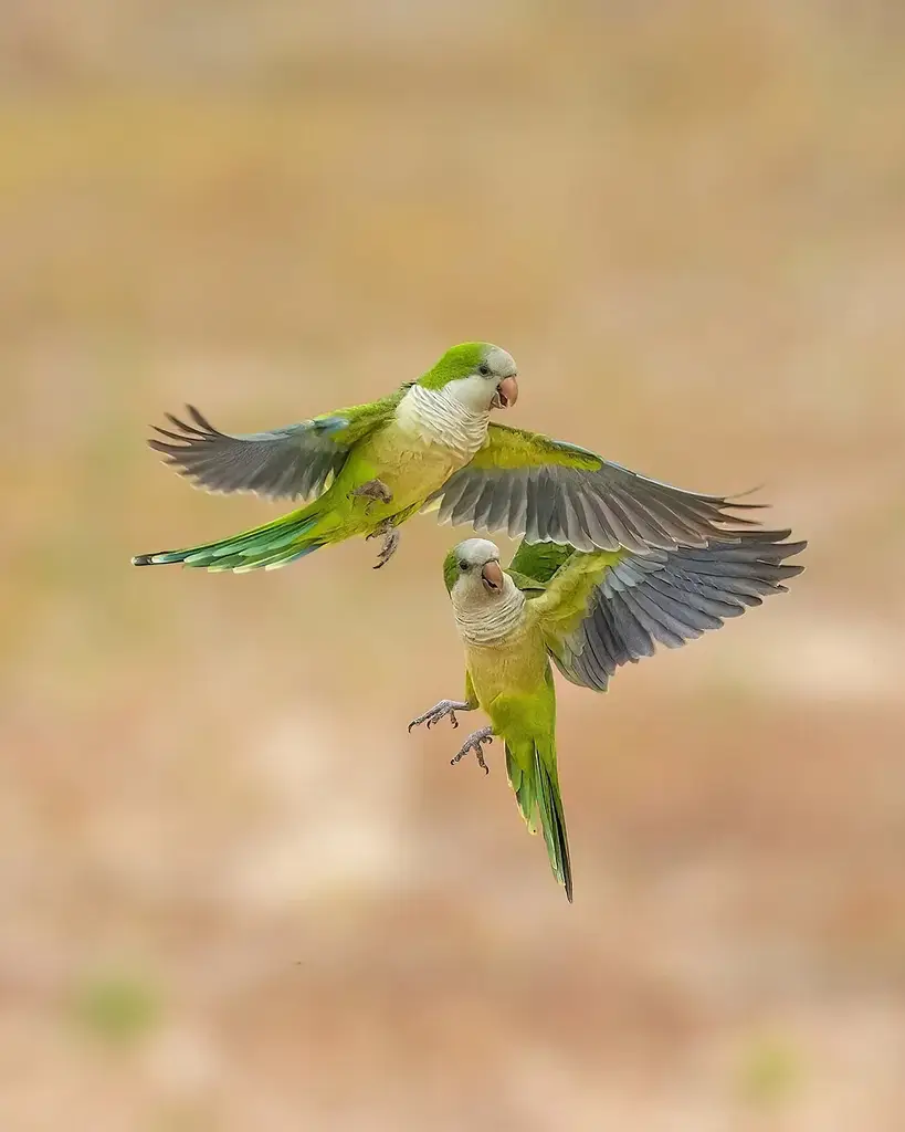 Monk Parakeet photo