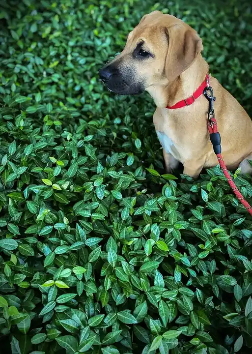Mountain Cur photo