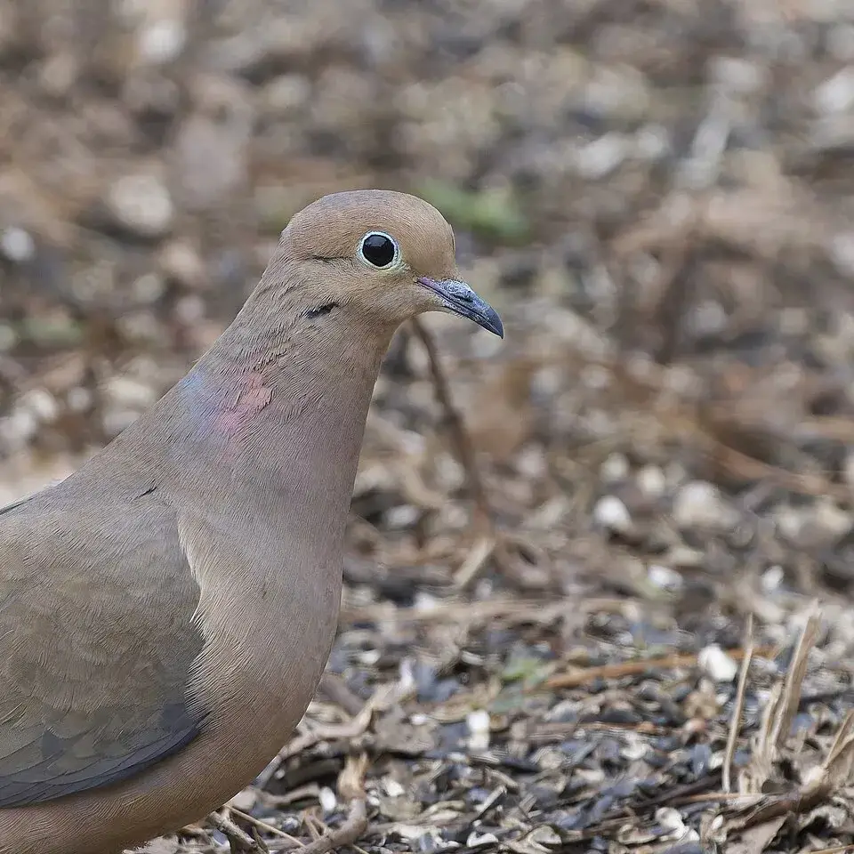 Mourning Dove photo