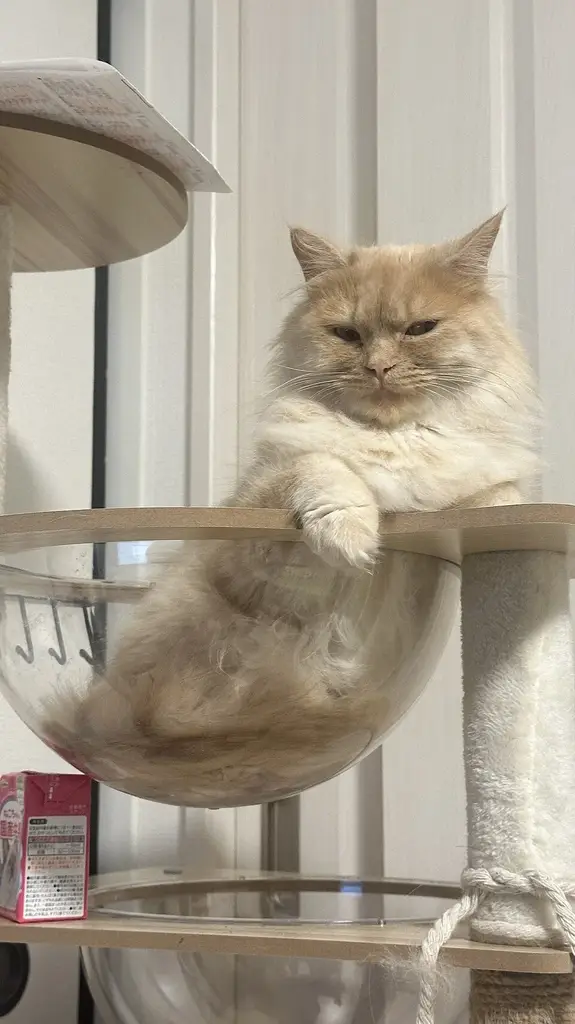 Munchkin photo