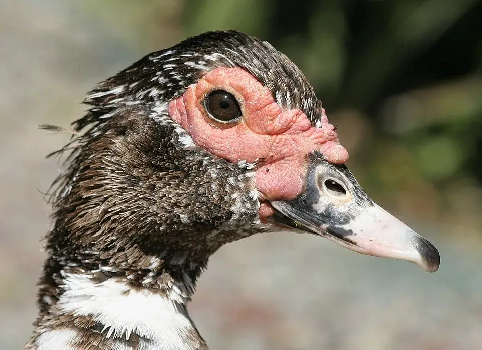 Muscovy Duck photo