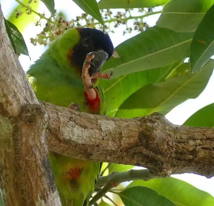 Nanday Conure photo