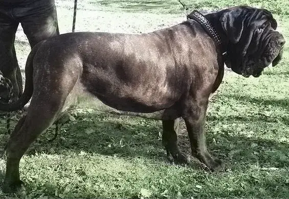 Neapolitan Mastiff photo