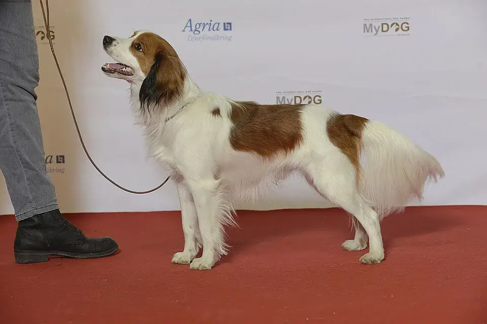 Nederlandse Kooikerhondje photo
