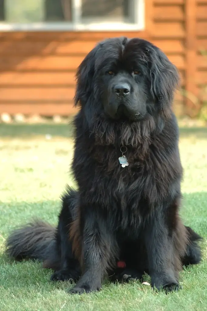 Newfoundland photo