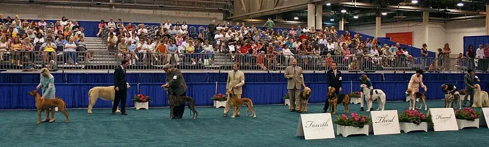 Norwegian Elkhound photo