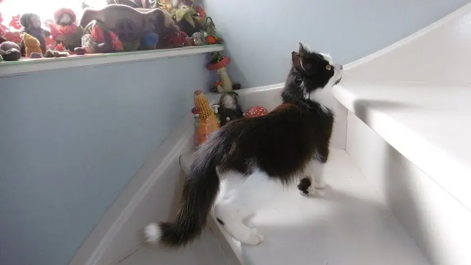 Norwegian Forest Cat photo
