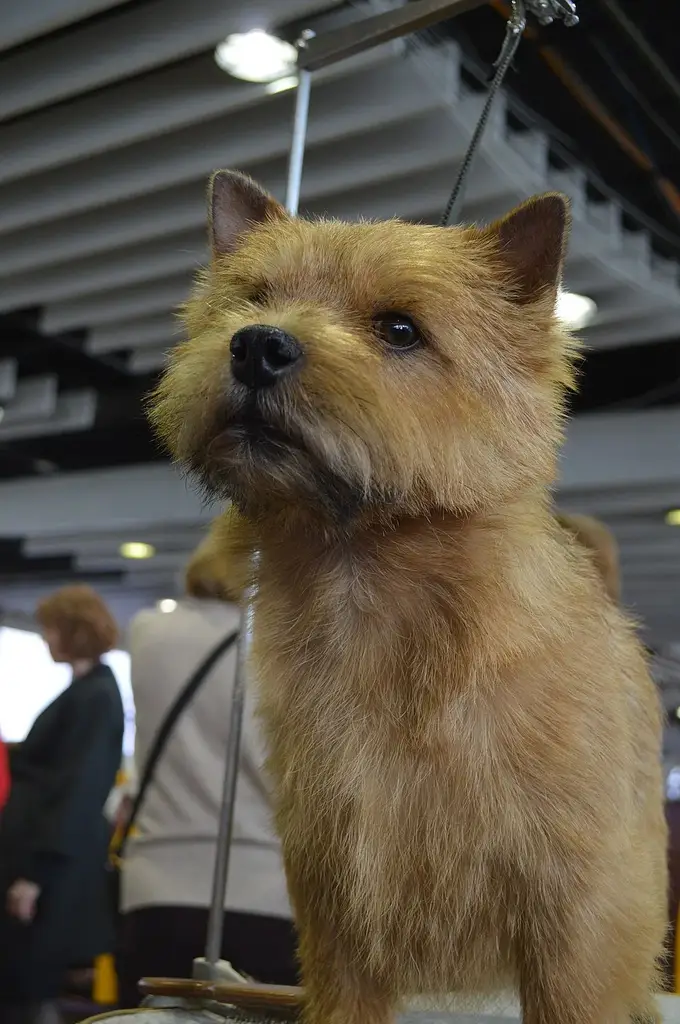 Norwich Terrier photo