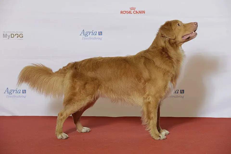 Nova Scotia Duck Tolling Retriever photo