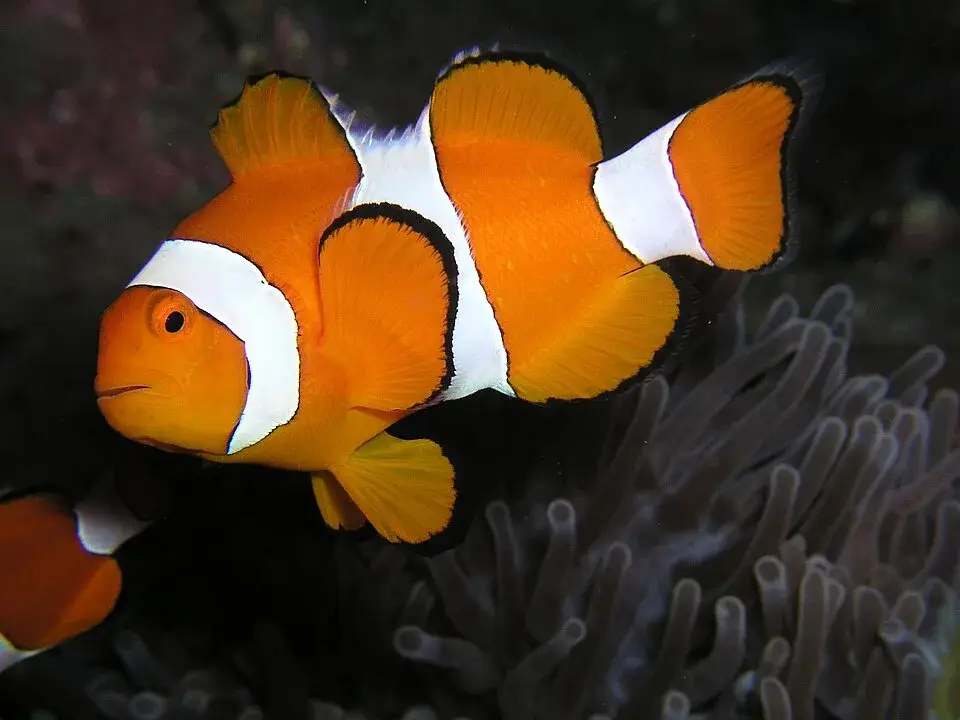 Ocellaris Clownfish photo