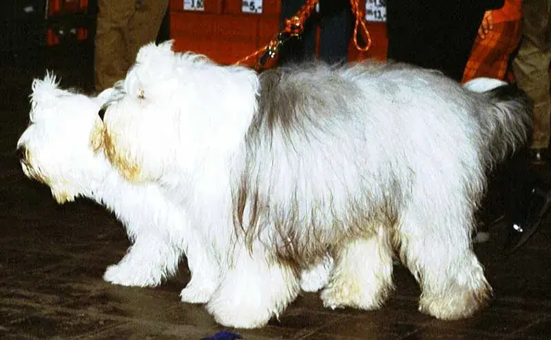 Old English Sheepdog photo