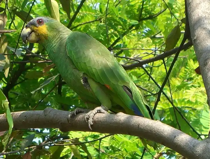 Orange-Winged Amazon photo