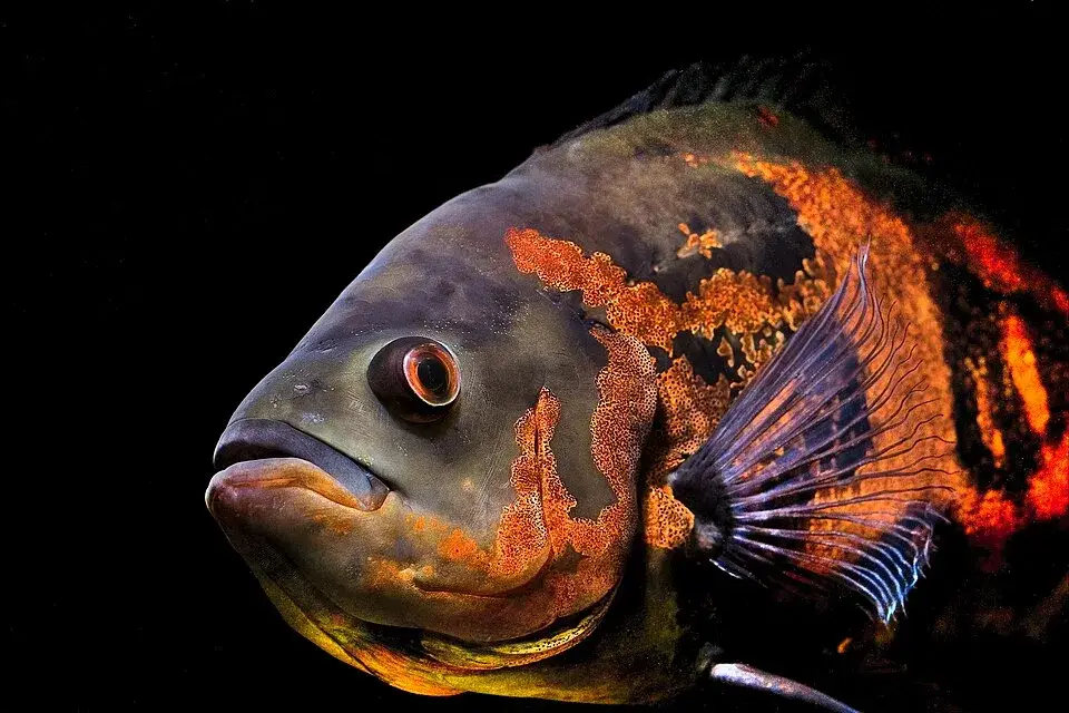 Oscar Fish photo