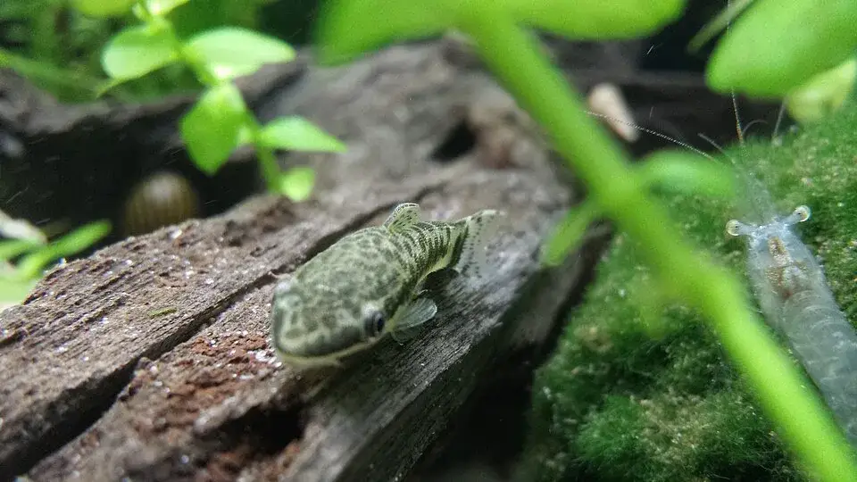 Otocinclus photo