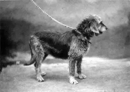 Otterhound photo