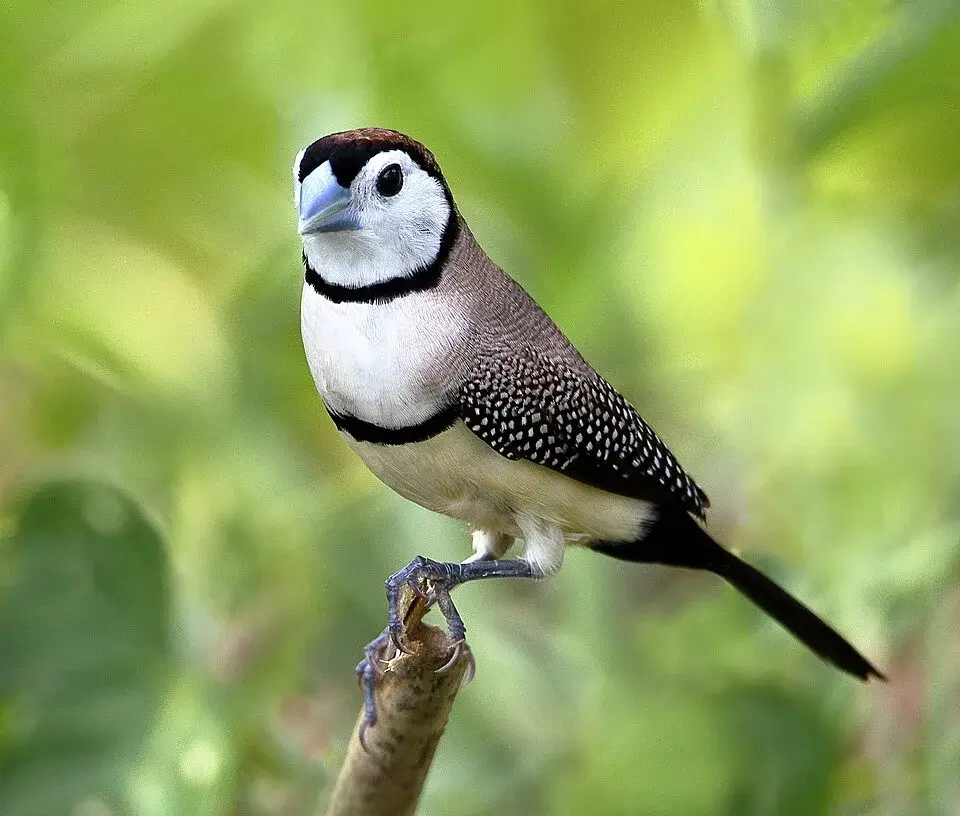 Owl Finch photo