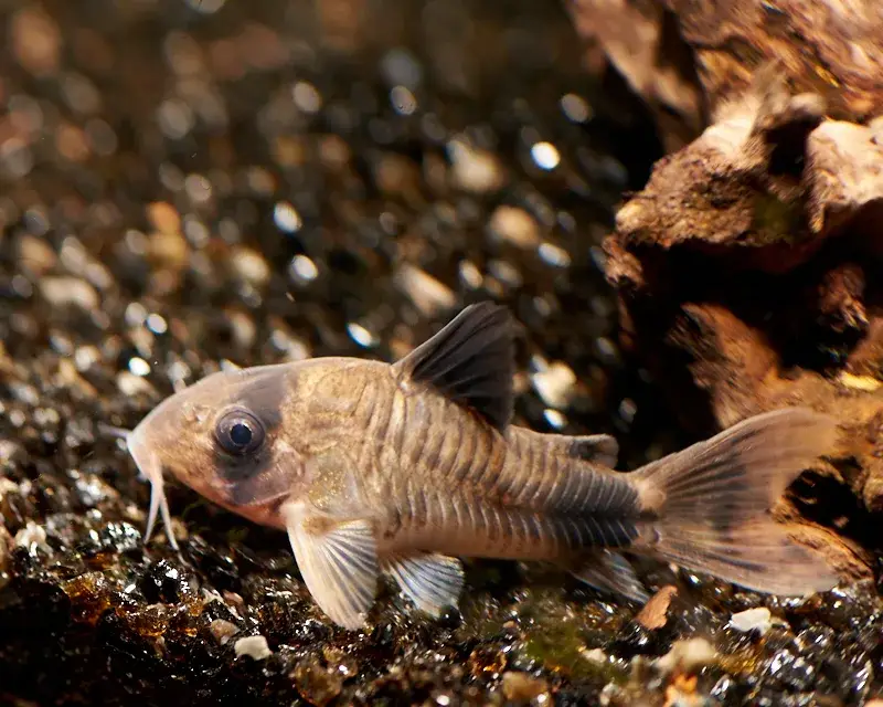 Panda Corydoras photo
