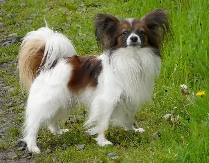 Papillon photo