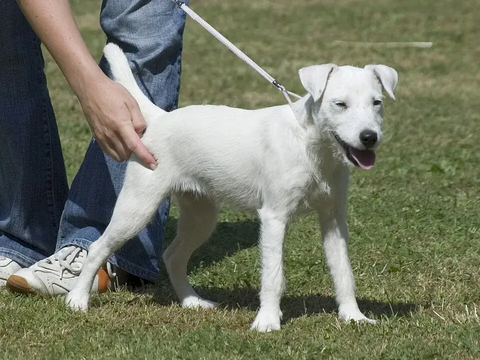 Parson Russell Terrier photo