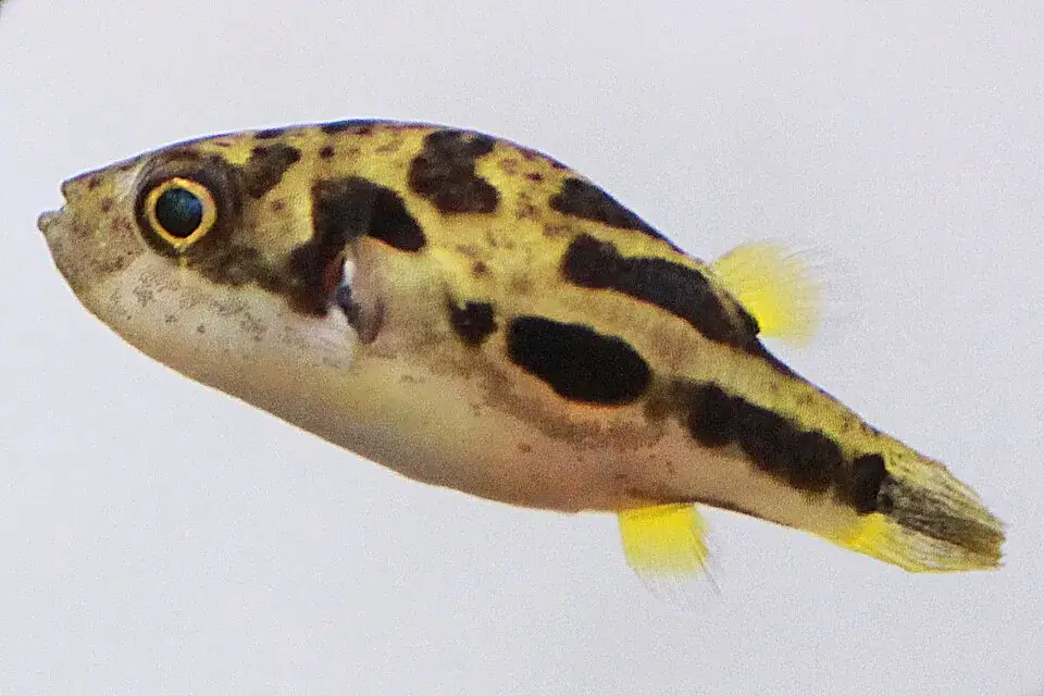 Pea Puffer photo