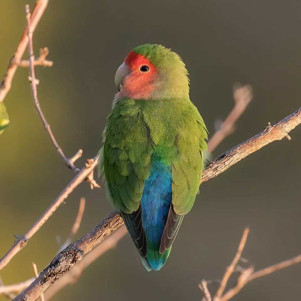 Peach-Faced Lovebird photo