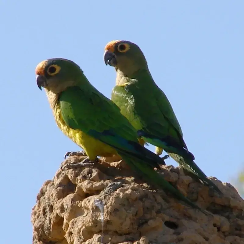 Peach-Fronted Conure photo