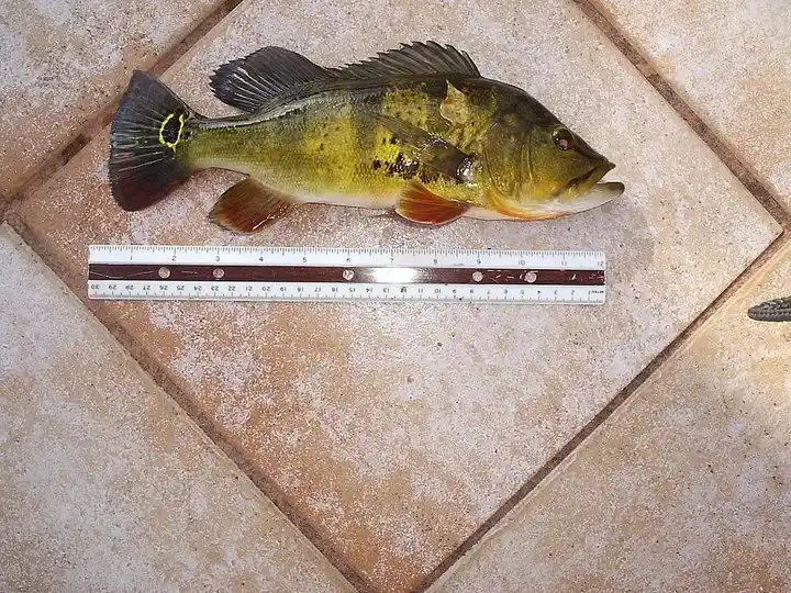 Peacock Cichlid photo