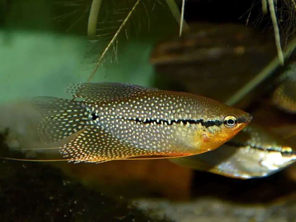 Pearl Gourami photo