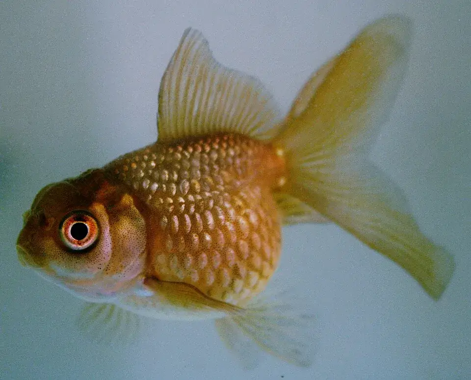 Pearlscale Goldfish photo