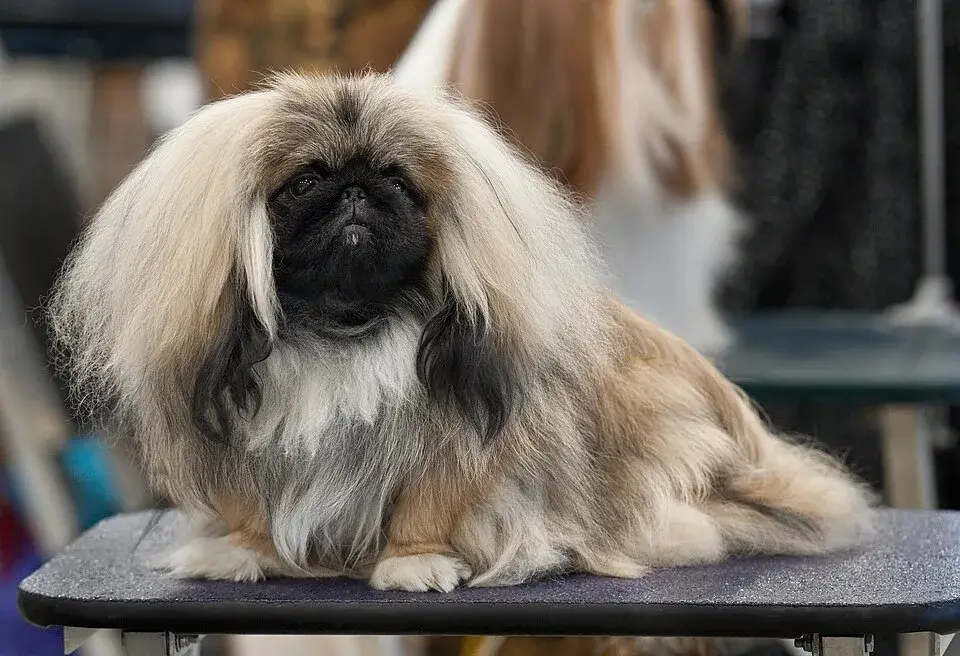 Pekingese photo