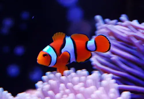 Percula Clownfish photo