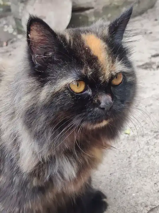 Persian photo