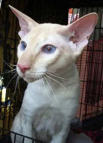 Peterbald photo