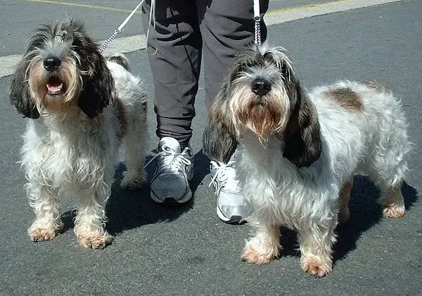 Petit Basset Griffon Vendéen photo