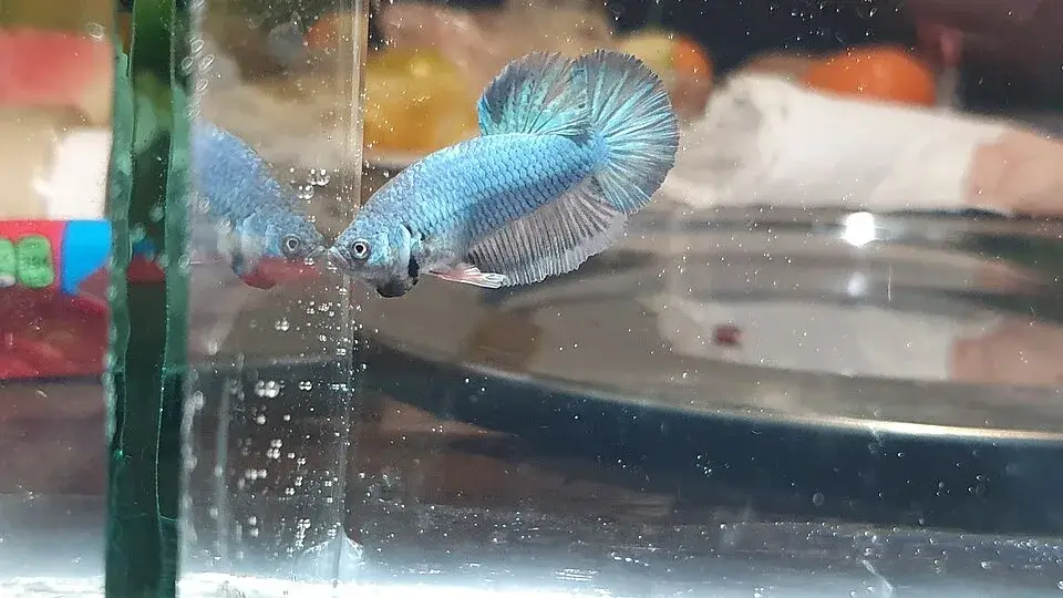 Plakat Betta photo