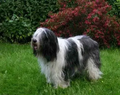 Polish Lowland Sheepdog photo