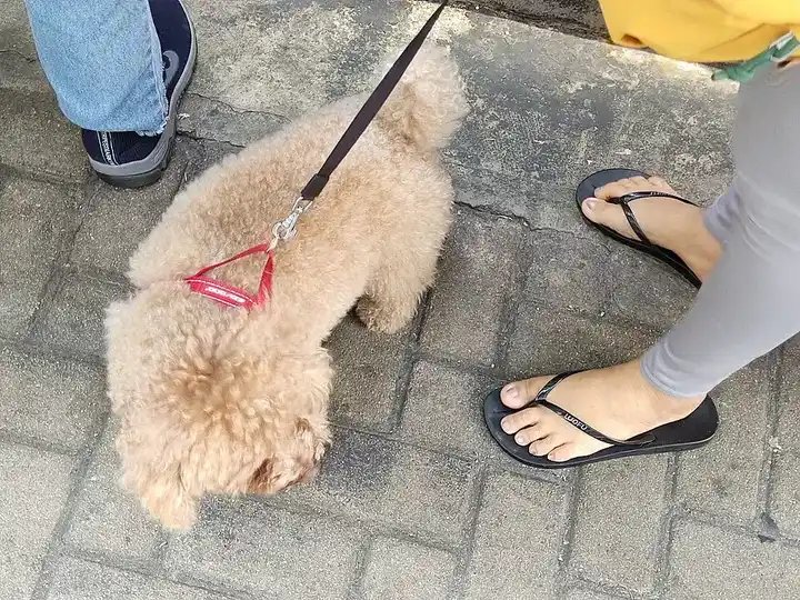 Poodle (Toy) photo