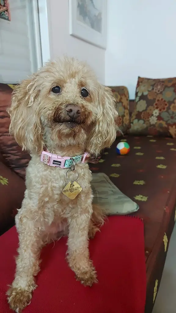 Poodle photo