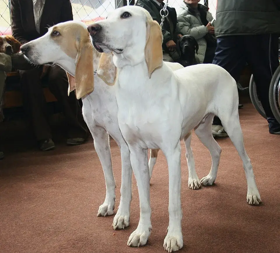 Porcelaine photo
