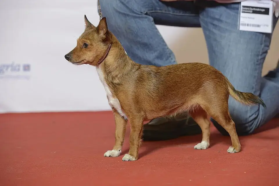 Portuguese Podengo Pequeno photo